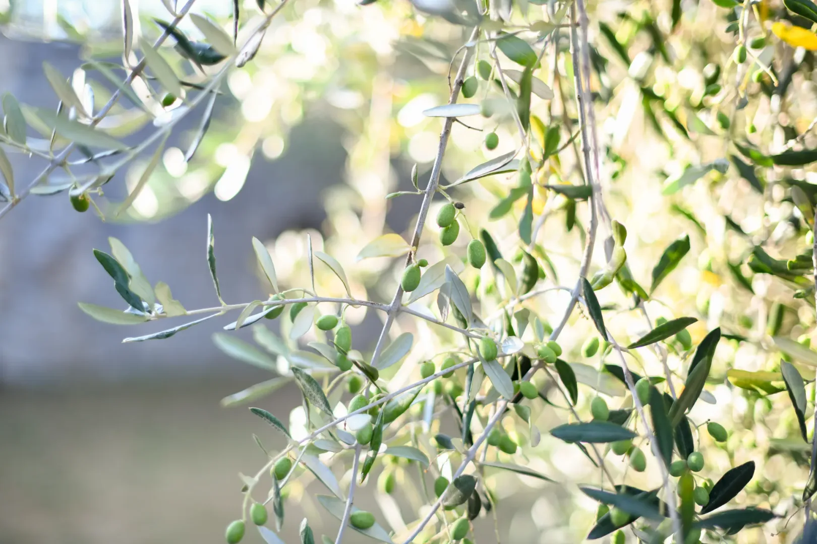 mediterranean garden olive trees geometry